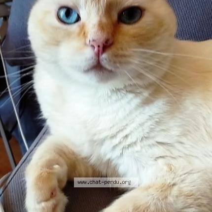 Photo 1/1 CHOU Chat perdu à Saint philibert