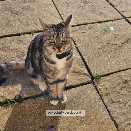 Photo 1/1 Oscars Chat perdu à Pollionnay