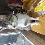 Photo de chat perdu à Toulouse