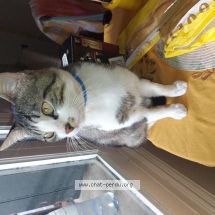 Photo 1/1 Igloo Chat perdu à Toulouse