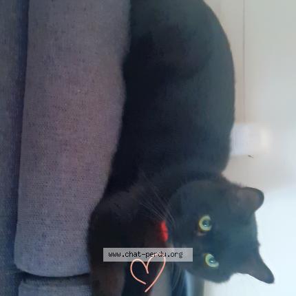 Photo 1/1 Shadow Chat perdu à Challans