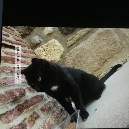 Photo 1/1 Chat trouvé Trouvé à Elne