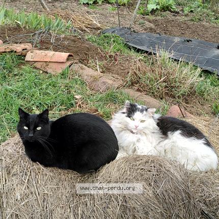 Photo 1/1 Mimi Chat perdu à Arlet