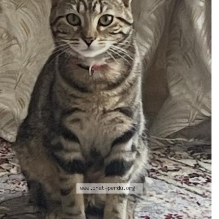Photo 1/1 Gaby Chat perdu à Torcy