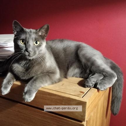 Photo 1/1 Moon Chat perdu à Forest