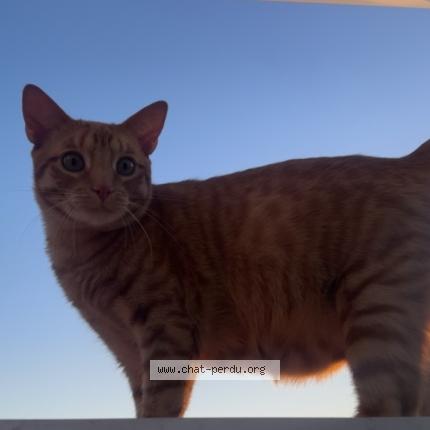 Photo 1/1 Bandgo Chat perdu à Toulouse