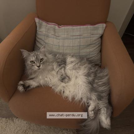 Photo 1/1 Billie Chat perdu à Poitiers