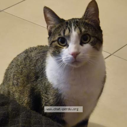 Photo 1/1 Utopia Chat perdu à Rennes