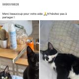 Photo de chat perdu à Montelimar