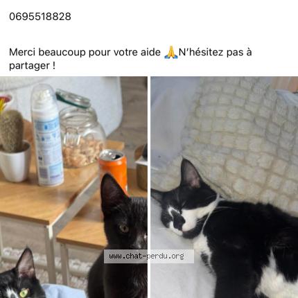 Photo 1/1 Tweets Chat perdu à Montelimar