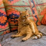 Photo de chat perdu à Moidieu Detourbe