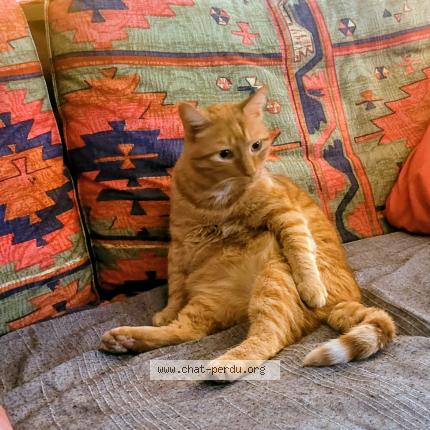 Photo 1/1 Quiqui Chat perdu à Moidieu detourbe