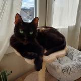 Photo de chat perdu à Chalon Sur Saone