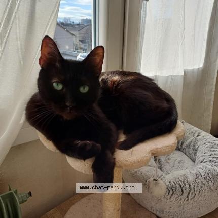 Photo 1/1 Grodos Chat perdu à Chalon sur saone