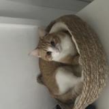 Photo de chat perdu à Cussac Fort Medoc