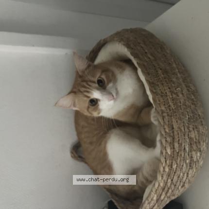 Photo 1/1 Sasha Chat perdu à Cussac fort medoc