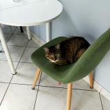 Photo de chat perdu à Lagord