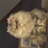 Photo de chat perdu à Allauch