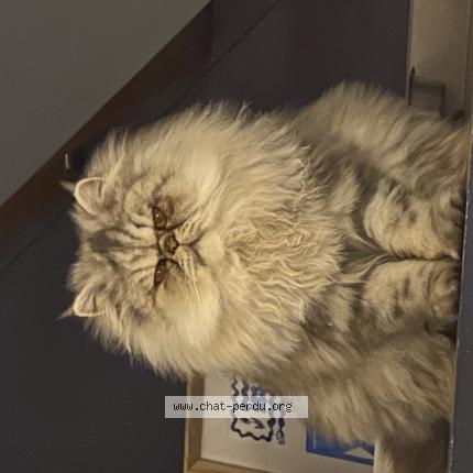 Photo 1/1 Niki Chat perdu à Allauch