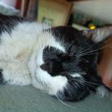 Photo de chat perdu à Laruscade