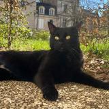 Photo de chat perdu à Poitiers