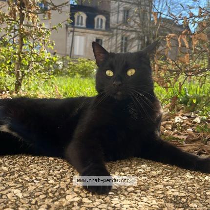 Photo 1/1 Mowgli Chat perdu à Poitiers