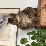 Mitsi