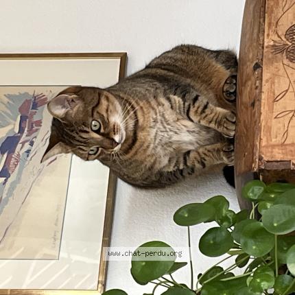 Photo 1/1 Chat retrouvé Perdu à Lausanne