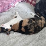 Photo de chat perdu à Bourges