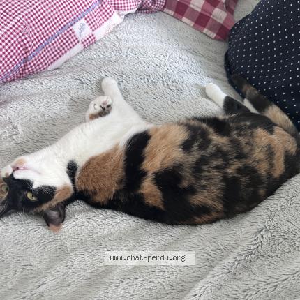 Photo 1/1 Calicot Chat perdu à Bourges