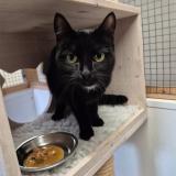 Photo de chat perdu à Clarens