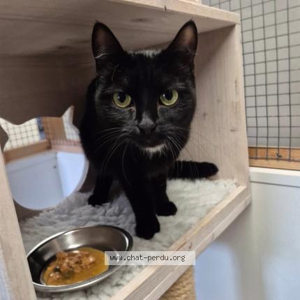 Photo 1/1 Sophie Chat perdu à Clarens