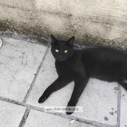 Photo 1/1 Chat retrouvé Perdu à Louvroil