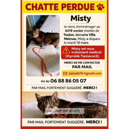 Photo 1/1 Misty Chat perdu à Sanary sur mer