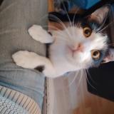 Photo de chat perdu à Faches Thumesnil