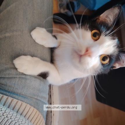 Photo 1/1 Atlas Chat perdu à Faches thumesnil