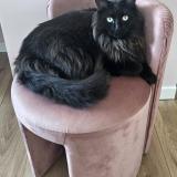 Photo de chat perdu à Triel Sur Seine