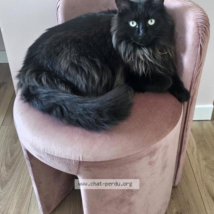 Photo 1/1 Olympe Chat perdu à Triel sur seine