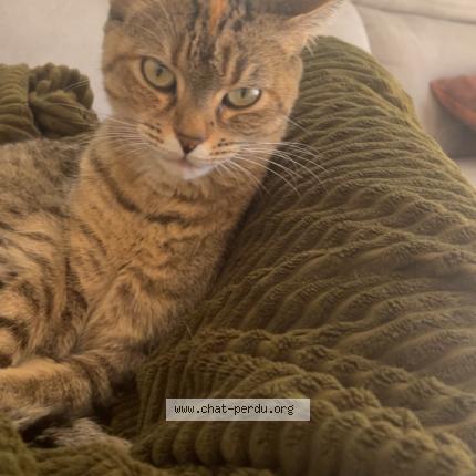 Photo 1/1 Haku Chat perdu à Belfort