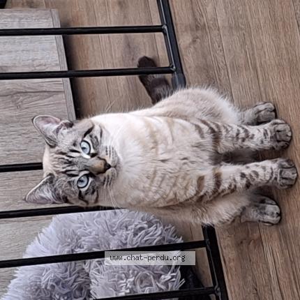 Photo 1/1 Koda Chat perdu à Gap