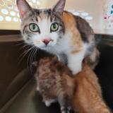 Photo de chat trouvé à Montauban