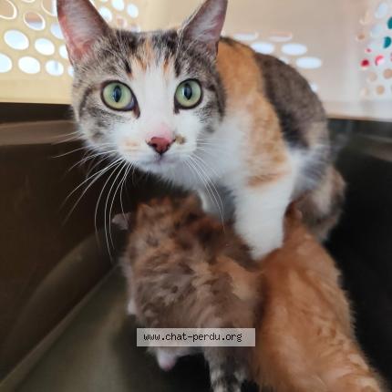 Photo 1/1 Chat trouvé Trouvé à Montauban