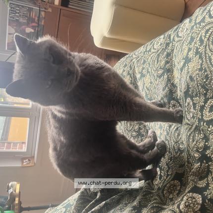 Photo 1/1 Hector Chat perdu à Compiegne