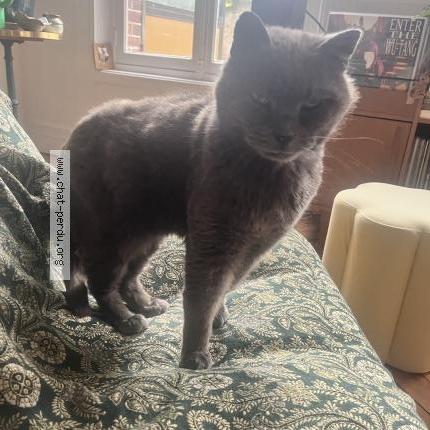 Photo 1/1 Chat retrouvé Perdu à Compiegne