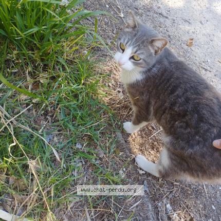 Photo 1/1 Chat trouvé Trouvé à Montpellier