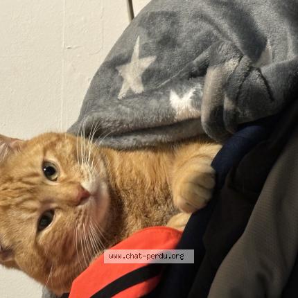 Photo 1/1 TWINKLE Chat perdu à Pontault combault