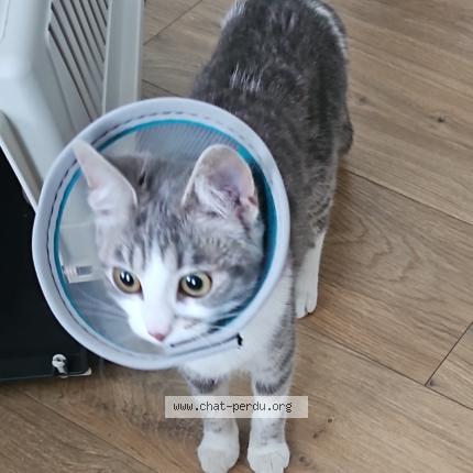 Photo 1/1 Zara Poupousse Chat perdu à Bruxelles