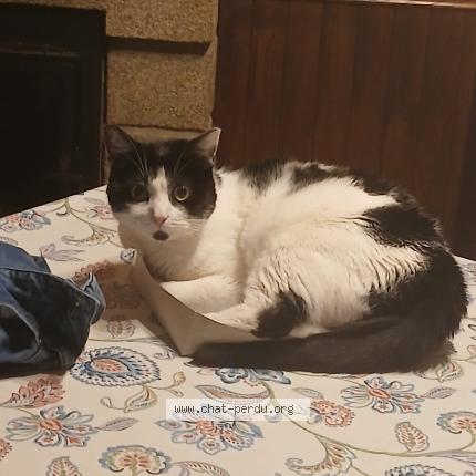 Photo 1/1 Pandi Chat perdu à Saint mars sur la futaie