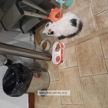 Photo 1/1 Chat trouvé Trouvé à Chelles