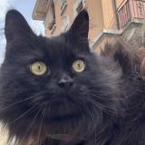 Photo de chat perdu à Lausanne